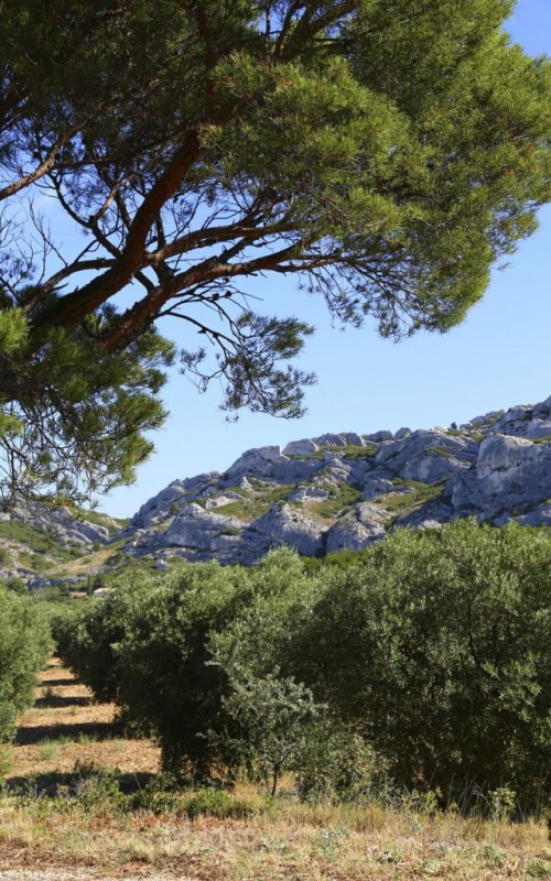 La ferme Solis Culturae se situe au pied des Alpilles