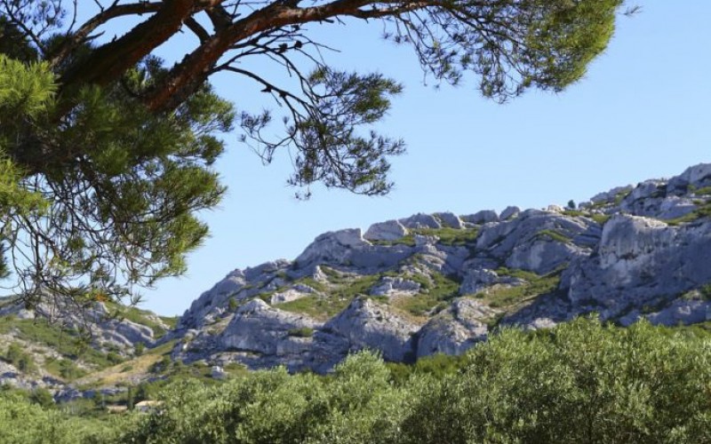 Notre ferme aquacole est au pied des Alpilles