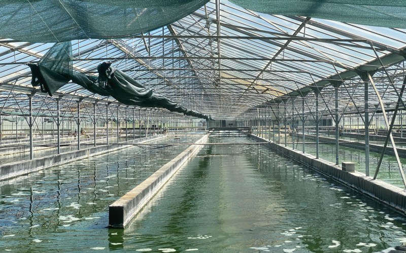 La ferme des confines mars 2024, vue des bassins de spiruline La ferme des confines mars 2024, vue des bassins de spiruline