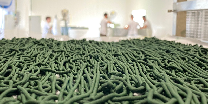 Leader de la production Française de spiruline — ferme des Confines Châteaurenard (crédit photo JL K.)